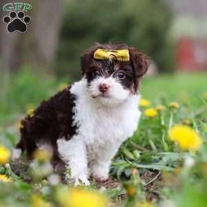 Avery, Yorkie Poo Puppy